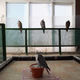Illustration for article titled Falconers in Abu Dhabi Train Their Raptors With Drones